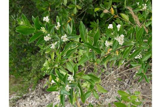 Image of Wild jasmine