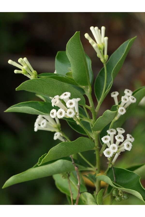 Image de Cestrum diurnum L.