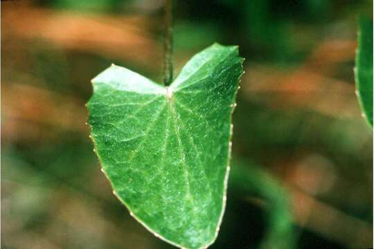 Image of Stiff Spadeleaf