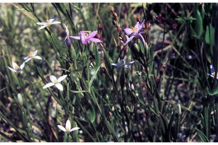 Image of Desert Mountain-Pink