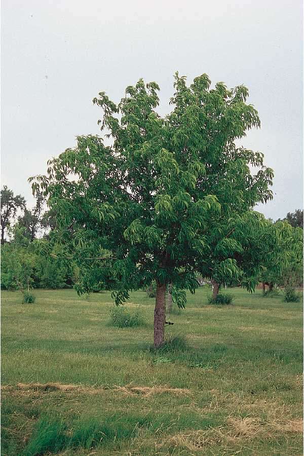 Image de Pavier de l'Ohio