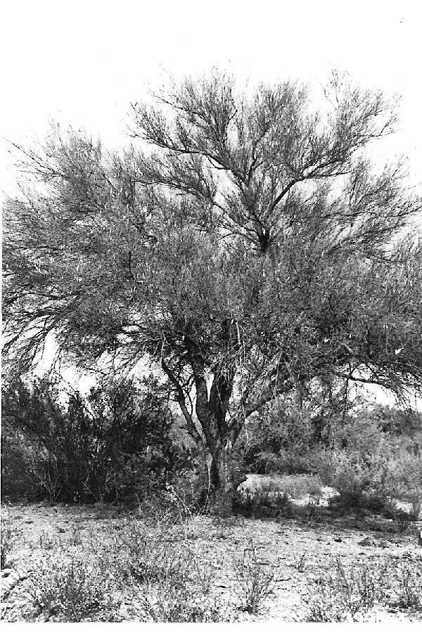 Image of Cercidium floridum