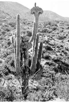 Image of saguaro