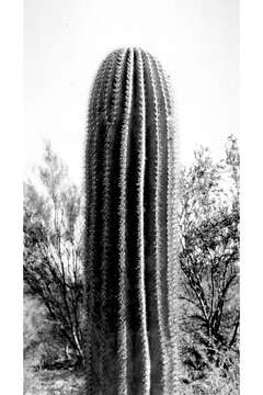 Image of saguaro