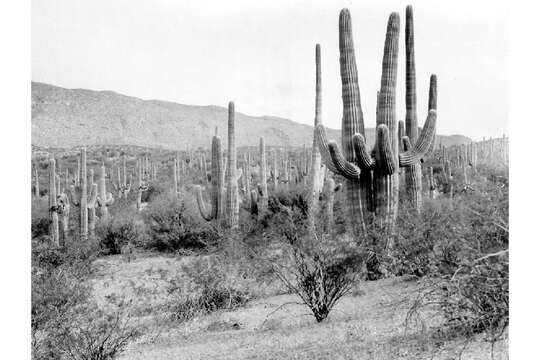 Image of saguaro