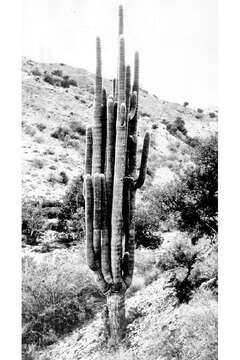 Image of saguaro