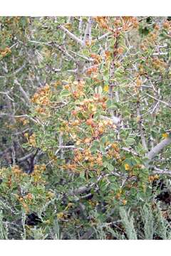 Image of desert ceanothus