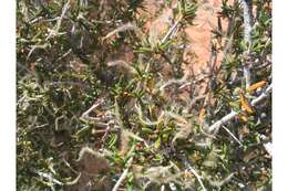 Image of littleleaf mountain mahogany