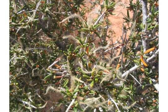 Imagem de Cercocarpus intricatus S. Wats.