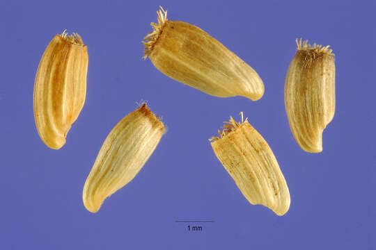 Image of brown knapweed