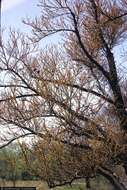 Image of katsura tree family