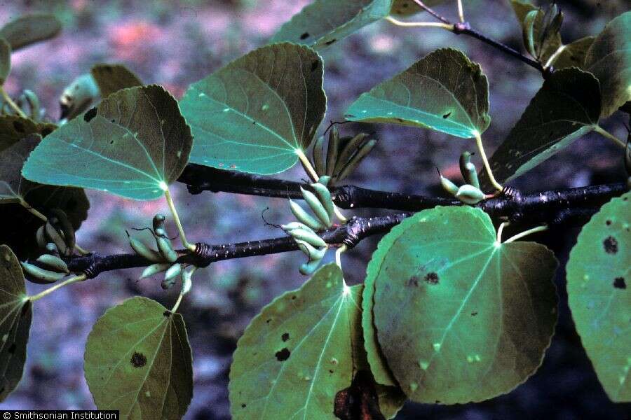 Image of katsura tree family