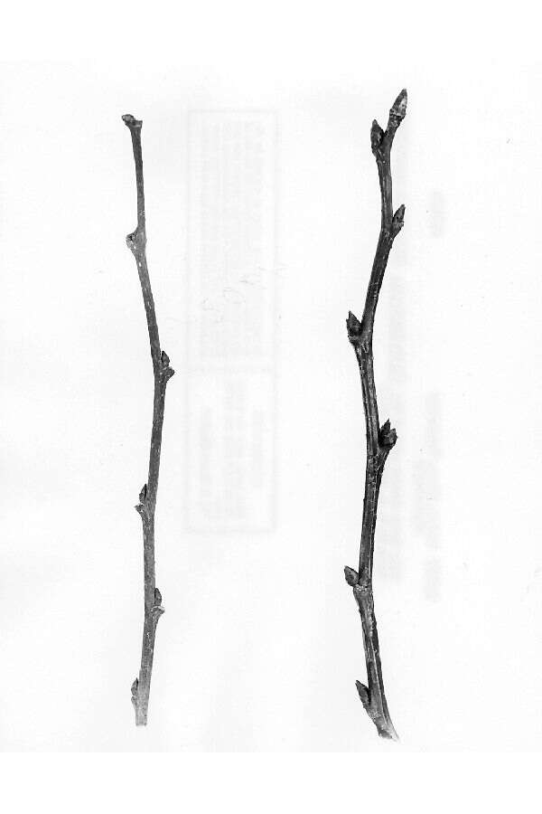Sivun Celtis laevigata Willd. kuva