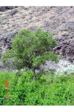 Image of netleaf hackberry