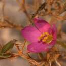 Image of gypsum centaury