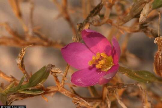 Image of gypsum centaury