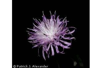 Image of spotted knapweed