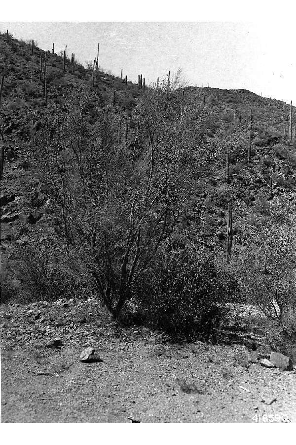 Image of yellow paloverde