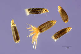 Amberboa moschata (L.) DC. resmi