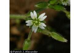 Image of Nodding Mouse-Ear Chickweed