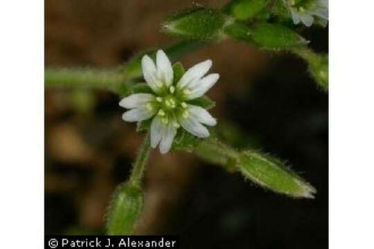 Image of Nodding Mouse-Ear Chickweed