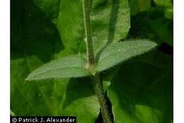 Image of Nodding Mouse-Ear Chickweed