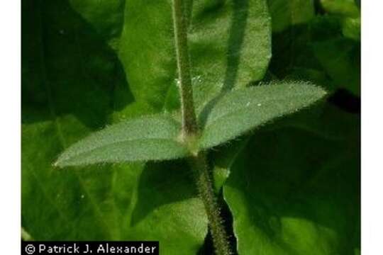 Image of Nodding Mouse-Ear Chickweed