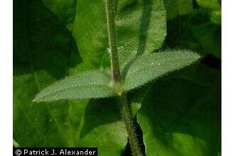 Image of Nodding Mouse-Ear Chickweed