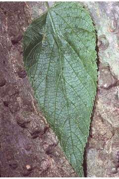 Image of common hackberry