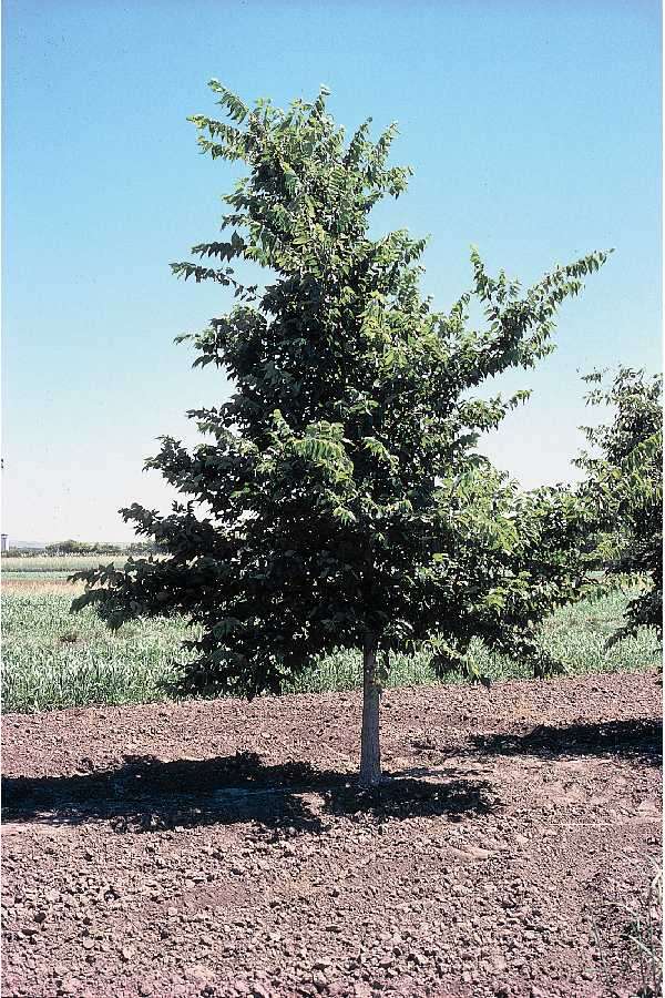 Image of common hackberry