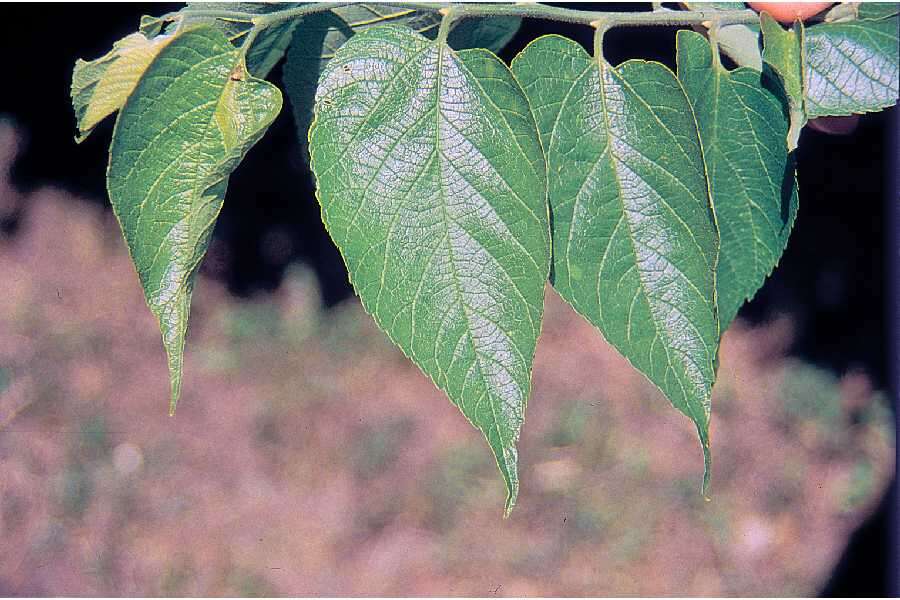 Image of common hackberry