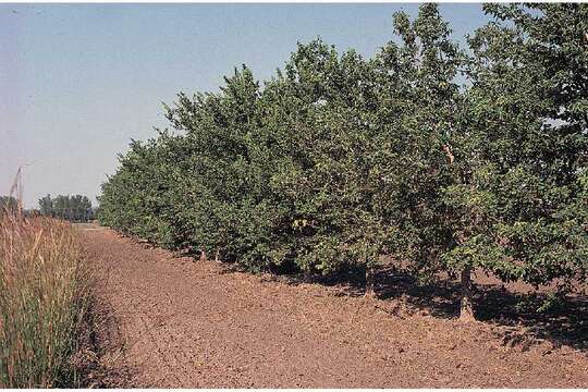 Image of common hackberry