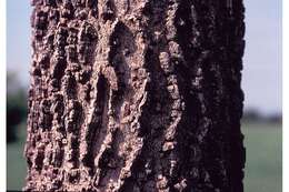 Image of common hackberry