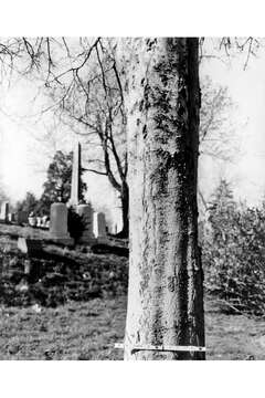 Image of common hackberry