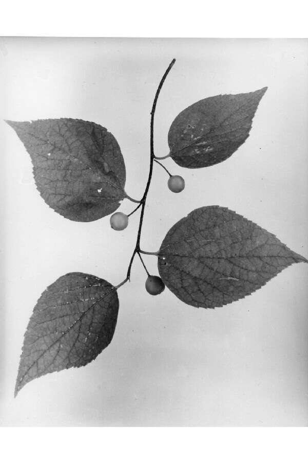 Image of common hackberry