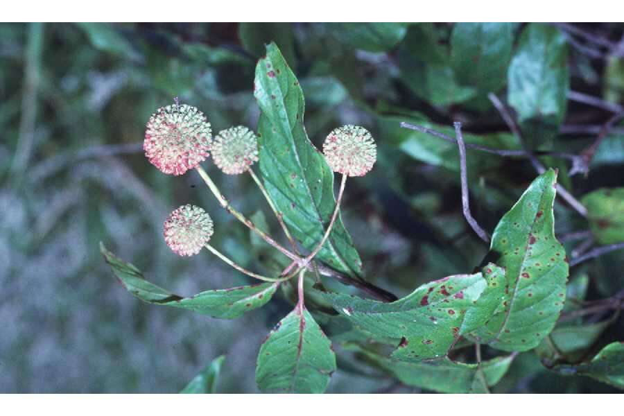 Image of common buttonbush