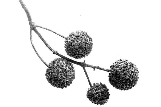 Image of common buttonbush