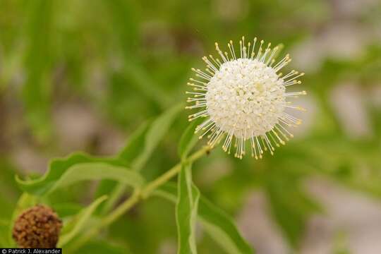 Image of common buttonbush