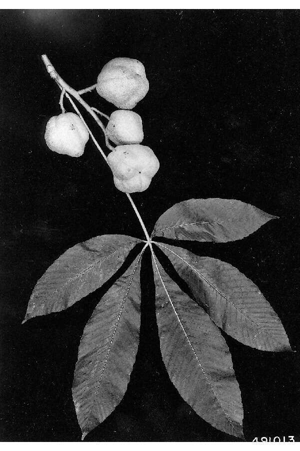 Image of yellow buckeye