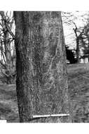 Image of yellow buckeye