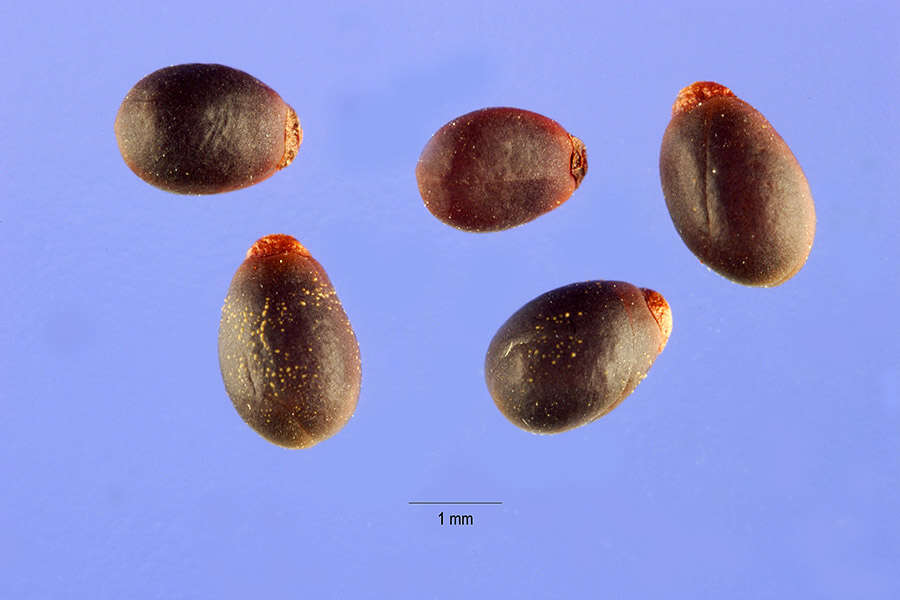 Image of wartleaf ceanothus