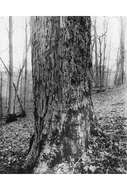 Image of yellow buckeye