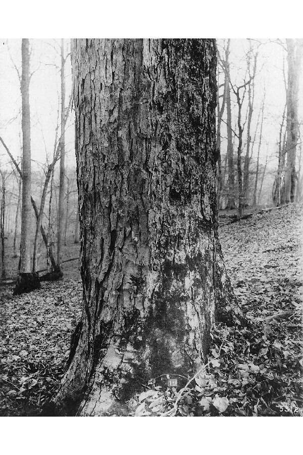 Image of yellow buckeye