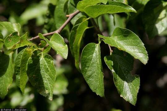 Image of netleaf hackberry