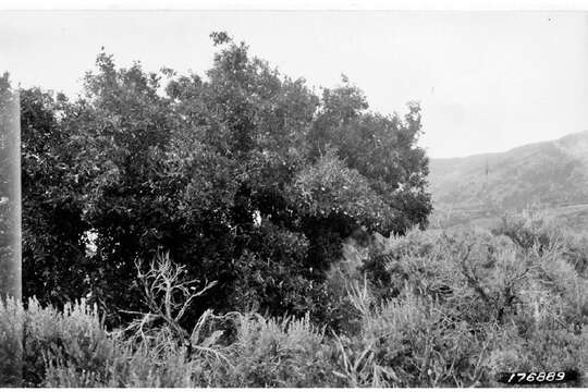 Image of netleaf hackberry