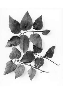 Celtis laevigata var. reticulata (Torr.) L. D. Benson的圖片