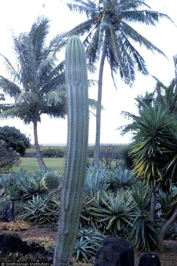 Image of sweetpotato cactus