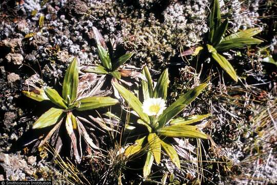 Image of Common Mountain daisy