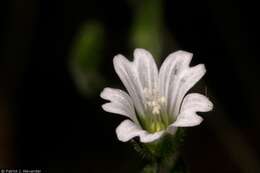 Image of Texas chickweed