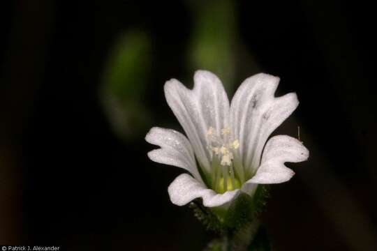 Image of Texas chickweed